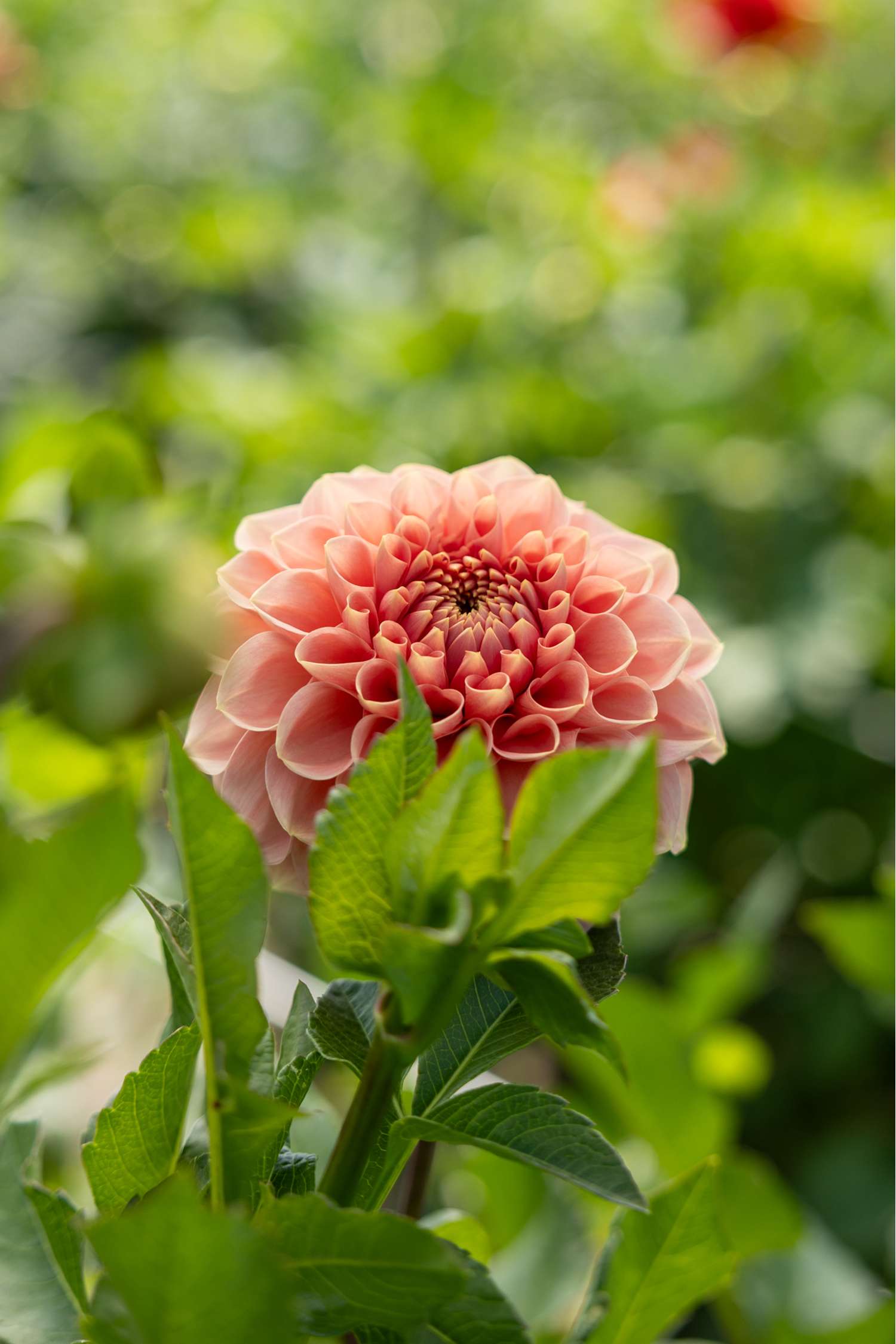 Dahlia 'Romance'
